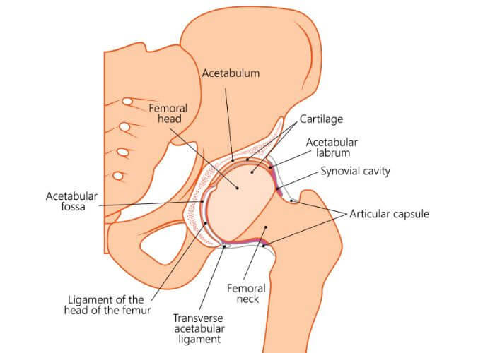 Detailed hip joint cross-section